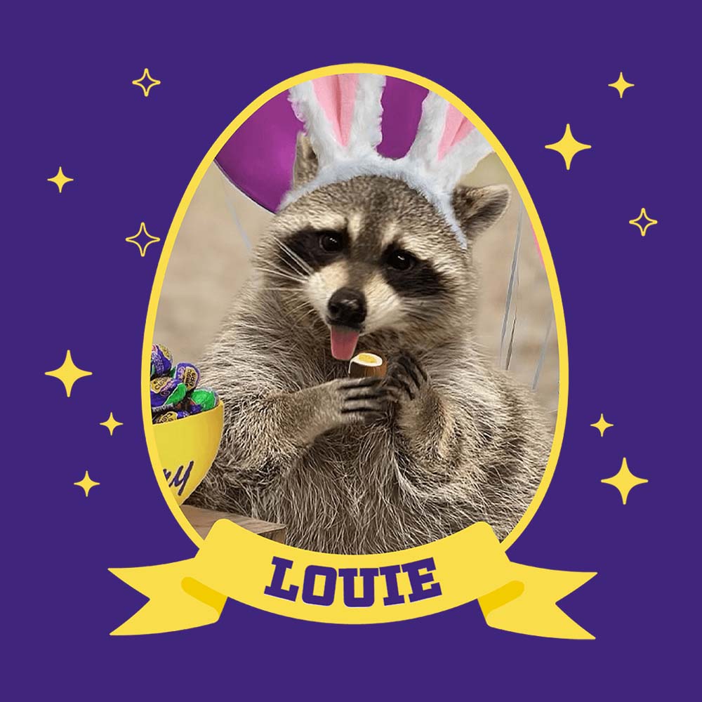 louie the racoon wearing bunny ears holding a cadbuy milk chocolate creme egg