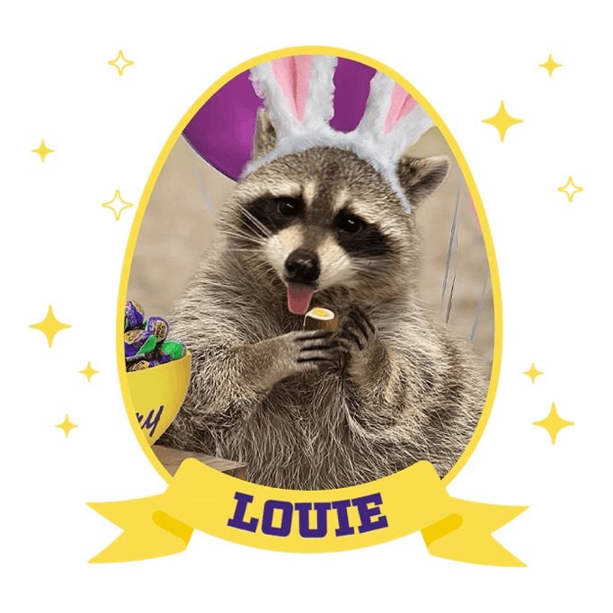 louie the racoon wearing bunny ears holding a cadbuy milk chocolate creme egg